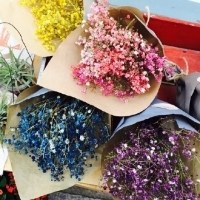 彩色满天星头像图片