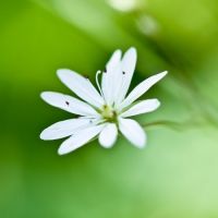 一花香流传头像图片