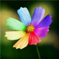 七色花头像图片