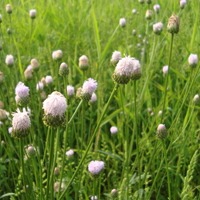 花花草草头像图片