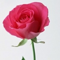 一朵花头像图片