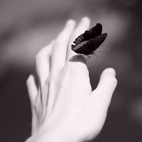 唯美曼妙の蝴蝶头像图片