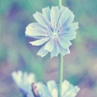 淡蓝色的花儿头像图片