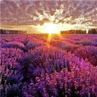 普罗旺斯薰衣草花海头像图片