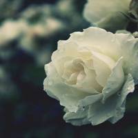 大自然的美景头像图片