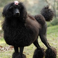 贵宾犬头像图片