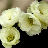 海棠花头像图片