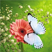 白蝴蝶与花儿头像图片