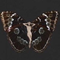 蝴蝶与人体的结合头像图片