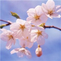 樱花特写头像图片