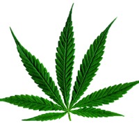 大麻叶头像图片