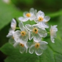 透明的骷髅花头像图片