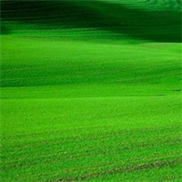 草绿色头像图片