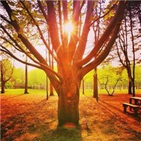 金色阳光下的树林头像图片