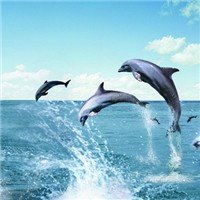 海豚头像图片