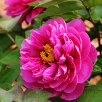 颜色鲜艳红牡丹头像图片