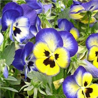 三色堇头像图片