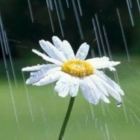 雨中的花朵头像图片