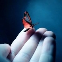 指尖上的蝴蝶头像图片
