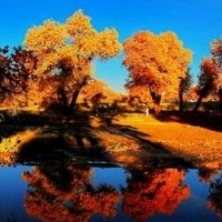 胡杨林头像图片