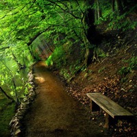 大自然的绿色风景头像图片