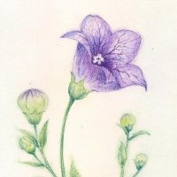 桔梗花绘图头像图片