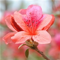 杜鹃花头像图片