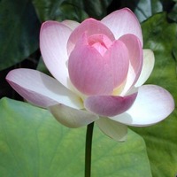 荷花美,荷花香头像图片