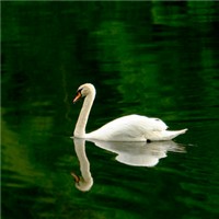 高贵的白天鹅头像图片