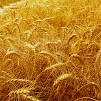 秋的收获头像图片