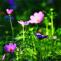 紫色元气小花朵头像图片