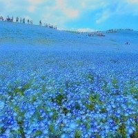 蓝色粉蝶花花海头像图片