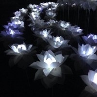 LED荷花灯花海头像图片