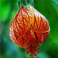 金铃花头像图片