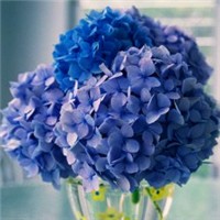 风信子头像图片