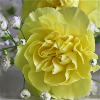 康乃馨头像图片