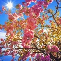 桃花与蓝天头像图片