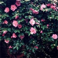 蔷薇花头像图片