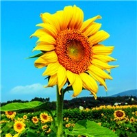 做一颗向日葵,面向阳光,不低头,不气馁头像图片