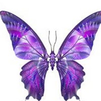 紫色蝴蝶头像图片