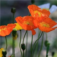 虞美人头像图片