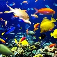 深海里的鱼群头像图片