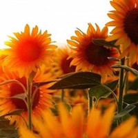 温暖的向日葵头像图片