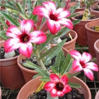 沙漠玫瑰头像图片