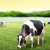 风吹草动见牛羊头像图片