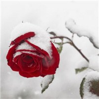 雪中玫瑰头像图片