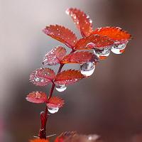 唯美叶子头像图片