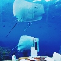 海底餐厅头像图片