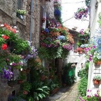 春天巷子里的勃勃生机头像图片