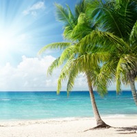 唯美海边椰子树头像图片
